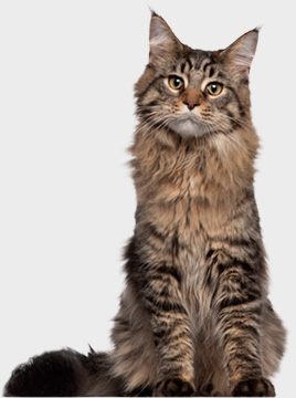 marimix_cat.jpg marimix_cat.jpg