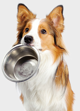 marimix_dog.jpg marimix_dog.jpg